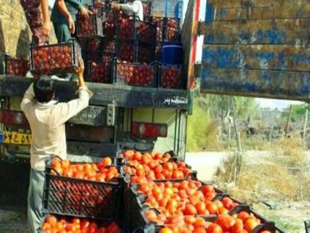 خرید ۷۴ هزار تن محصول کشاورزی از کشاورزان هرمزگانی