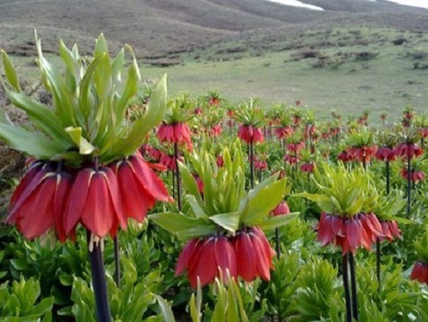 بیجار گروس شهری همسایه آسمان،دیاری که با قامتی افراشته در دل زاگرس پنجه بر آسمان می کشد