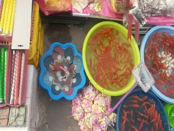 حال و هوای عید نوروز در اسلام آبادغرب+ تصاویر