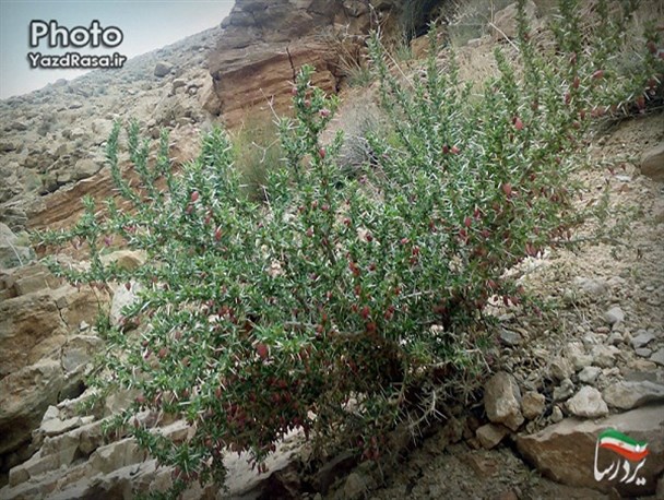 شادکام؛ روستایی دیدنی در دره‌ای زیبا