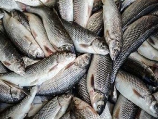 برداشت ماهی از قفس در سد شهدای گمنام سرپل ذهاب آغاز شد