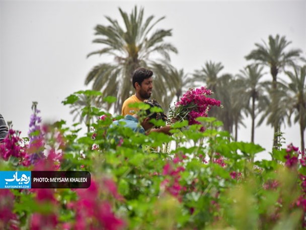 برداشت گل در حمیدیه