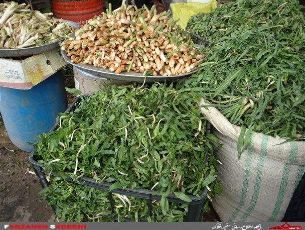بازار داغ فروش گیاهان دارویی- خوراکی در خرم آباد
