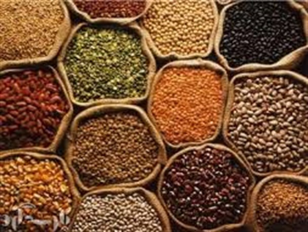 کشت حبوبات در سطح اراضی شهرستان چرداول