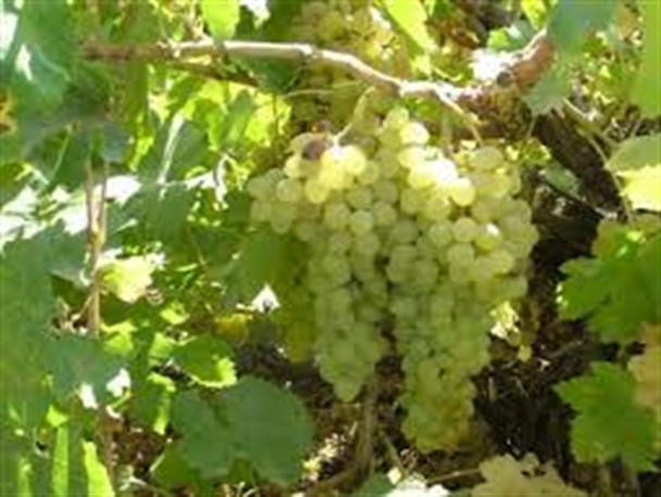 سرمازدگی باغات انگور در شهرستان خنداب