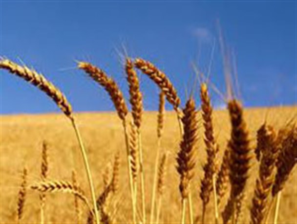 ۲۱ هزار هکتار از مزارع سبزوار زیر کشت غلات است