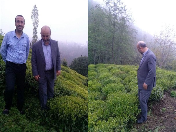 بهره مندی ۷۰۰ نفر از وام بهزراعی چای در شهرستان رودسر
