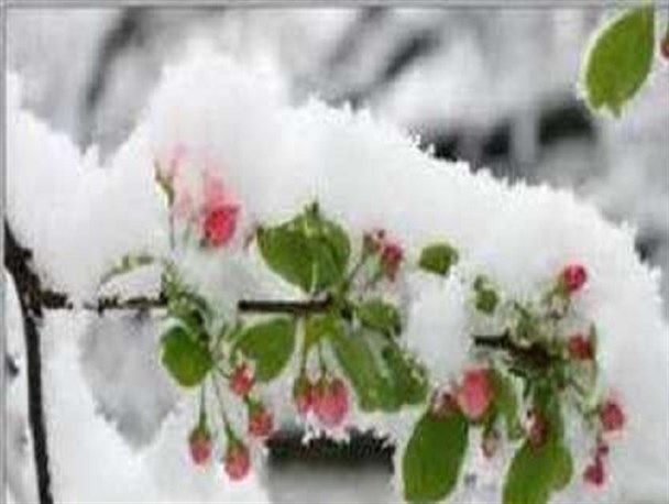 احتمال سرمازدگی باغات در خوانسار