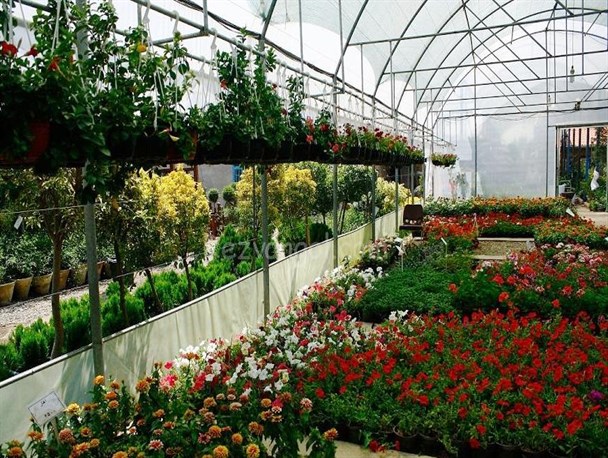 صادرات گل‌های زینتی از عباس‌آباد به ارمنستان