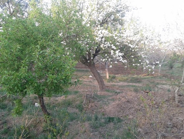 درختان گلابی، عروس بهاری باغات بوانات + تصاویر