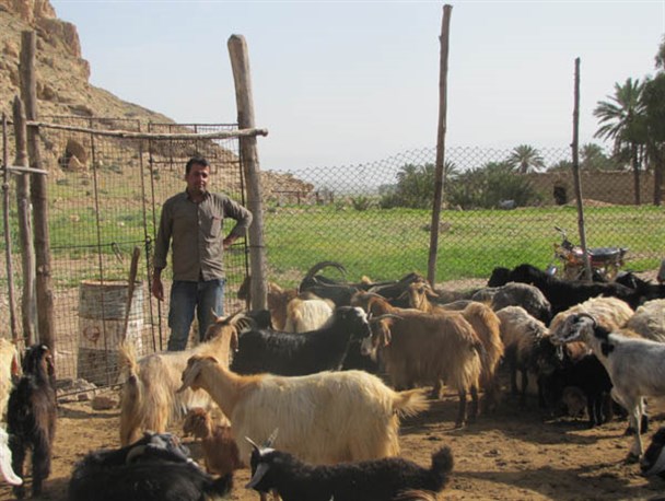 پشم چینی گوسفندان در زرین دشت + تصاویر
