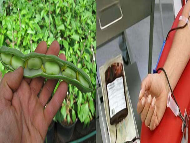 گیلان نیازمند اهدای خون برای بیماران هموفیلی است