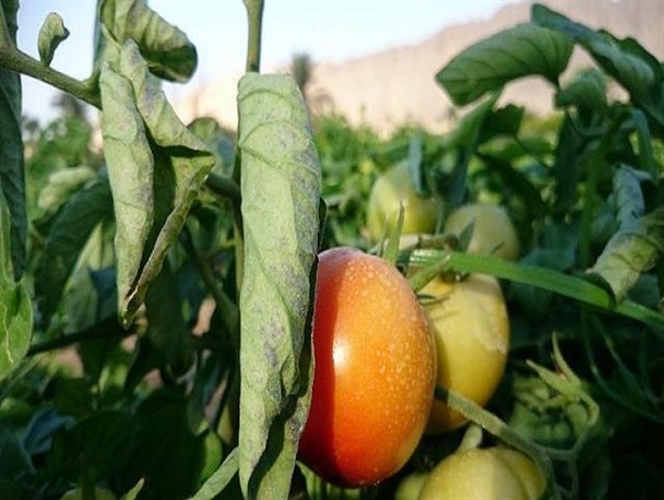 خرید تضمینی گوجه فرنگی دروغ سیزده دولت بود/ بعد از 3 ماه هنوز دریافتی از دولت نداشتیم