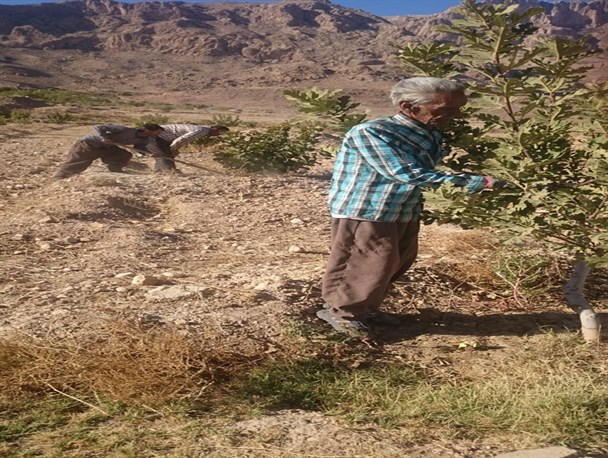 اقتصاد مقاومتی بسیج سازندگی استهبان به روایت تصویر
