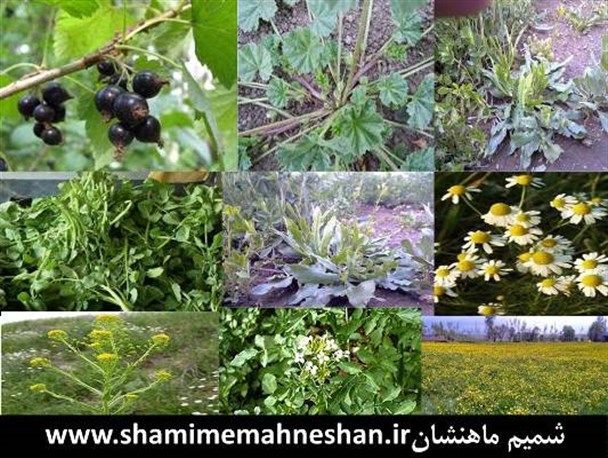 ظرفیت های جهانی مغفول مانده ماهنشان در بخش گیاهان دارویی/ گیاهان دارویی ظرفیت های بالقوه ای در امر تولید و اشتغال دارد+تصاویر