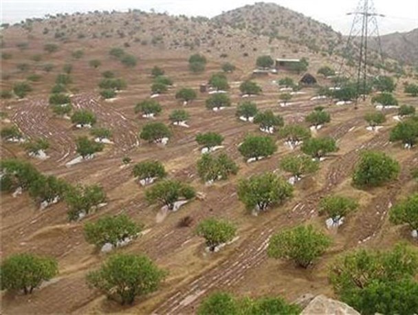 بهارکنی؛ اقدامی که باغداران بزرگترین انجیرستان دیم جهان انجام می دهند
