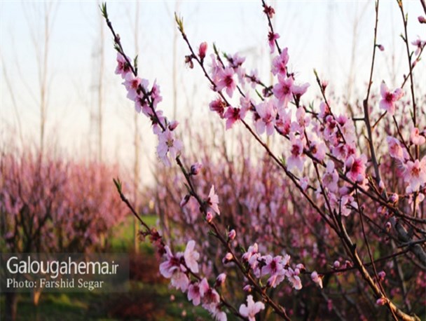 شکوفه‌های بهاری در گلوگاه