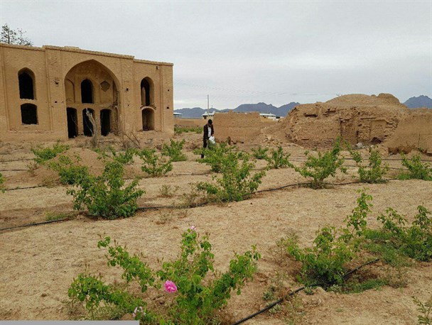 باغ تاج آباد، بازمانده ای از عهد صفوی با عطر گلاب ناب/ گلاب گیری در مجموعه باغ تاج آباد نطنز احیا می شود