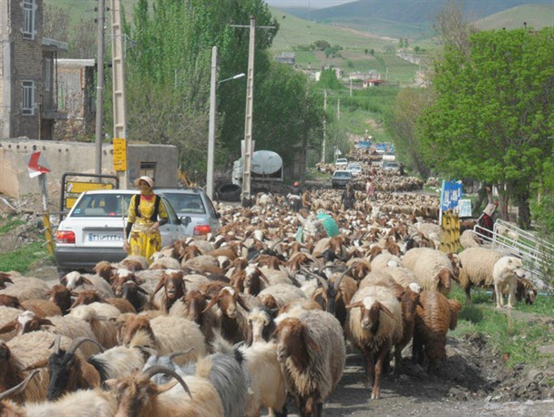 کوچ زودهنگام عشایر لرستان در بحران کرونا و خطر انتقال بیماری های مشترک انسان و دام