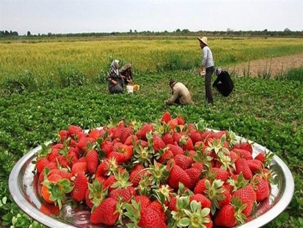 پیش‌بینی برداشت 12 هزار تن توت‌فرنگی در بابلسر