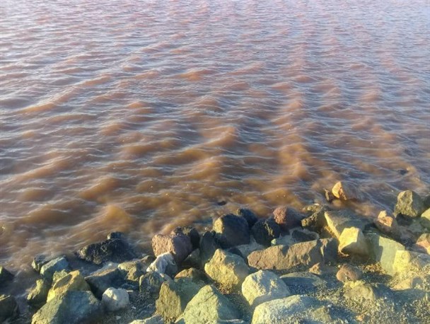 بیش از 80 درصد تالاب کجی نمکزار نهبندان آبگیری شد