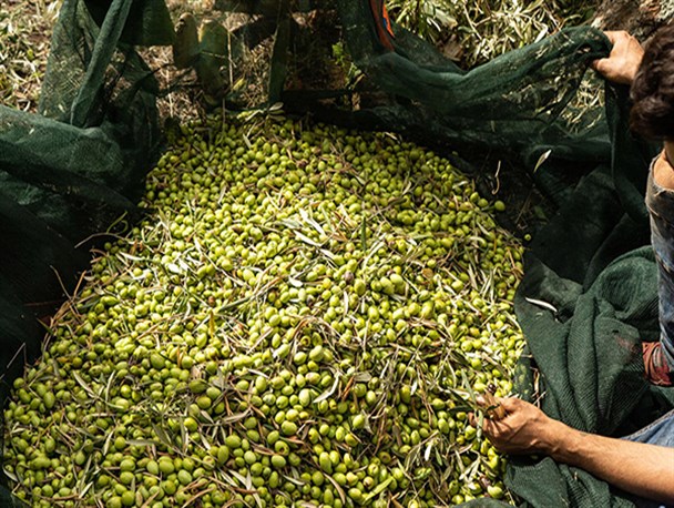 واردات روغن‌های بی‌کیفیت بلای جان باغداران زیتون است