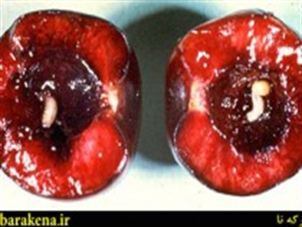 باغداران مراقب آفت مگس گیلاس باشند