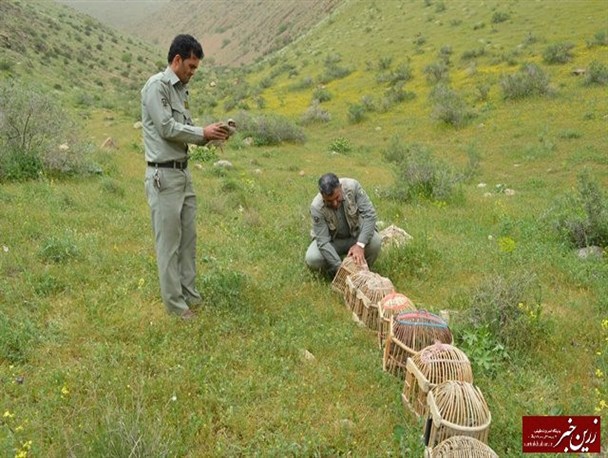 رهاسازی 15 قطعه کبک به دامان طبیعت در میاندوآب + تصاویر