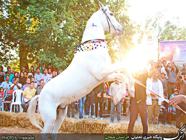 جشنواره ملی زیبایی اسب اصیل ترکمن در بجنورد
