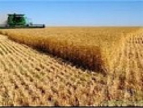 افزایش ۳۰ درصدی گندم در شهرستان ارزوئیه/ تغییر ارقام گندم در سال آینده