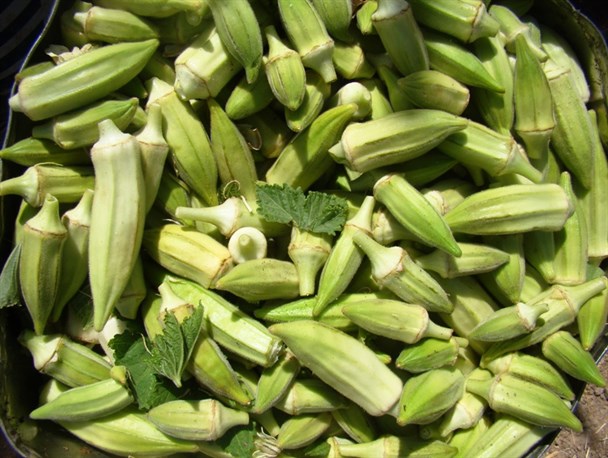 آغاز برداشت بامیه از سطح مزارع مهران