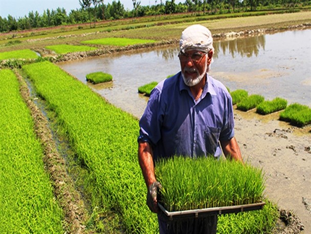 آماده‌سازی شالیزارهای گلوگاه برای نشای سنتی +تصاویر