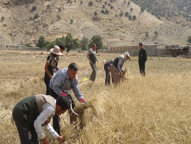 اجرای طرح بسیج همگام با کشاورز در روستای شیتاب+تصاویر