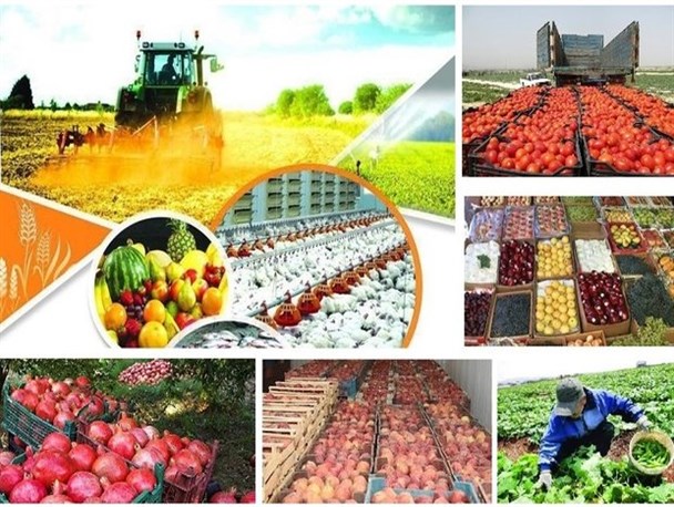 خرید بیش از ۱۷۰ هزار تن انواع محصولات کشاورزی از کشاورزان