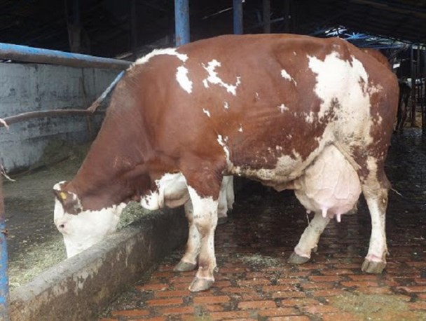 صدای دامداران به جایی نمی‌رسد/دخل و خرجمان با هم همخوانی ندارد