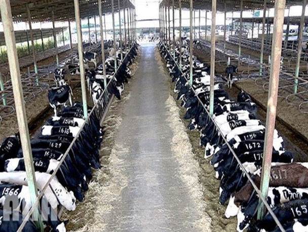 بیش از 14 هزار تن گوشت قرمز در استان زنجان تولید می‌شود