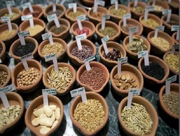 ۵۰ درصد بذرهای استفاده شده در خراسان شمالی اصلاح شده هستند