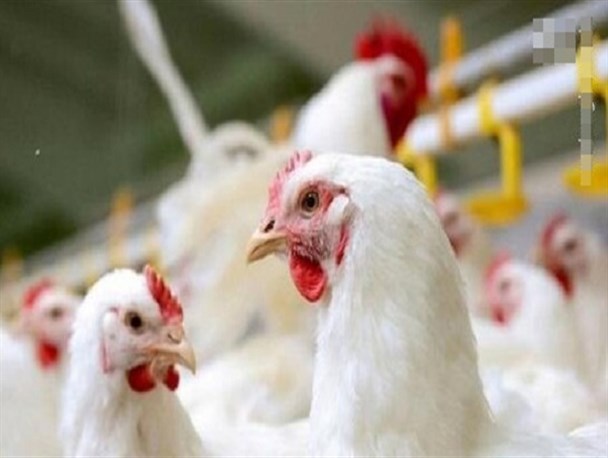 عرضه‌کنندگان غیرمجاز مرغ زنده جمع‌آوری ‌شوند/ در بازار کمبود مرغ نداریم