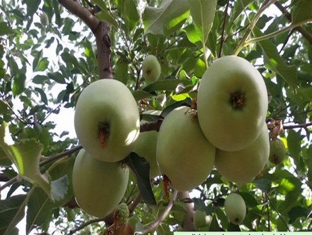 آغاز فصل سیب چینی در زرندیه+ تصاویر