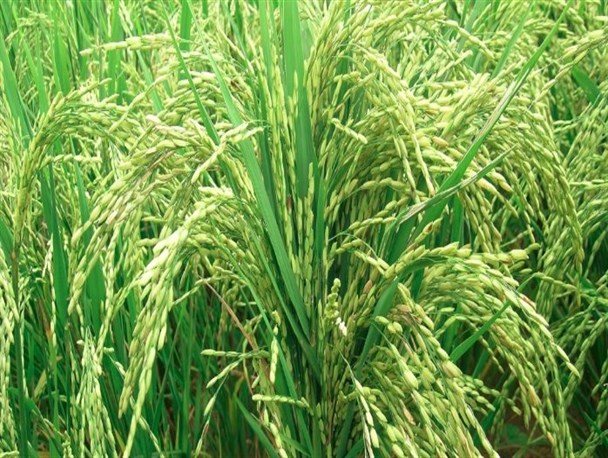 دستگاه‌های مکانیزه باعث افزایش تولید محصول می‌شود/ واردات برنج در زمان برداشت ممنوع