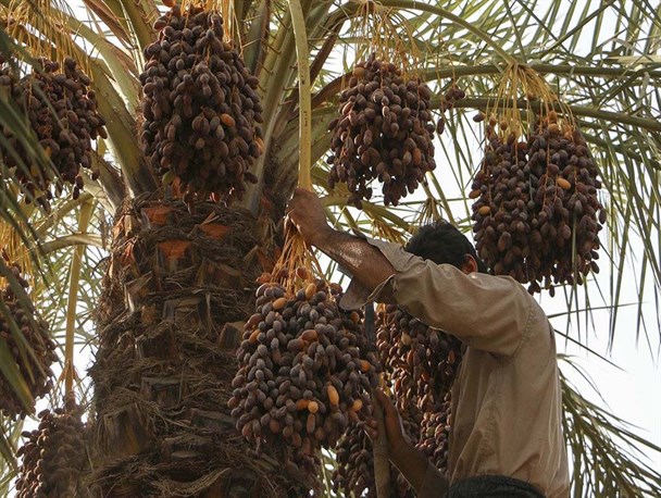 آغاز برداشت محصول خرما از نخلستان های بندرعباس
