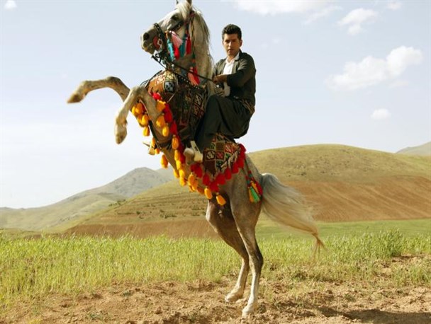 اسب‎های کُردی روزهای ششم تا هشتم تیرماه در سنندج خودنمایی می‎کنند