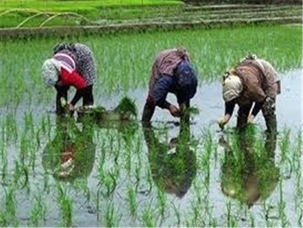 2500 تن برنج سفید در شهرستان طارم برداشت می‌شود