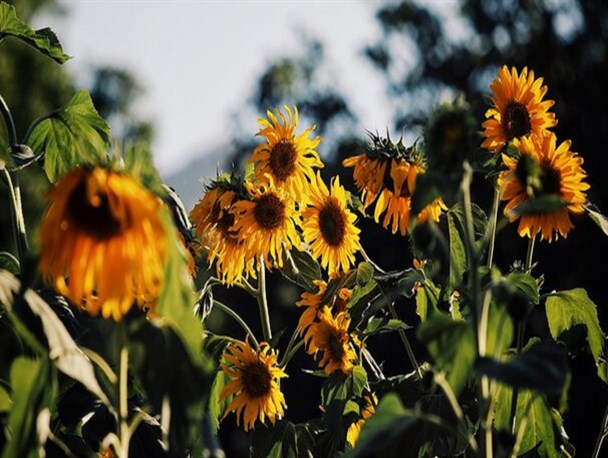 مجوز گردشگری کشاورزی داده می‌شود
