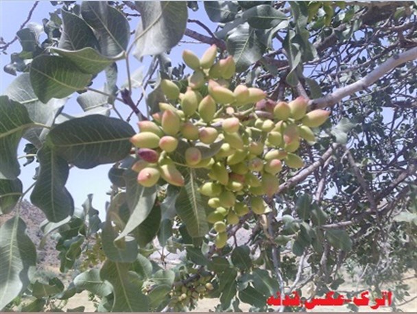 چیدن زودهنگام محصول پسته از  تنها ذخیره گاه پسته ی طبیعی کشور