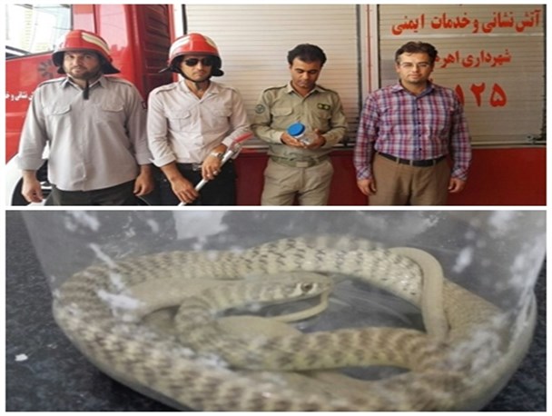 به دام انداختن مار بیست سانتی توسط ماموران آتش نشانی اهرم+ عکس