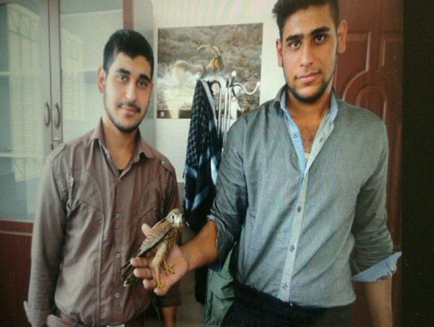 تحویل یک بهله پرنده شکاری دلیجه به محیط زیست در گرمه