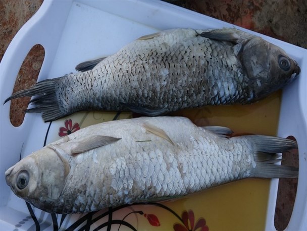 سیریک قطب پرورش ماهیان گرمابی جنوب کشور می شود