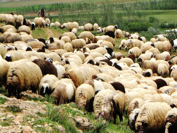 انصراف گله دار اندیکایی از دریافت خسارت زیست محیطی
