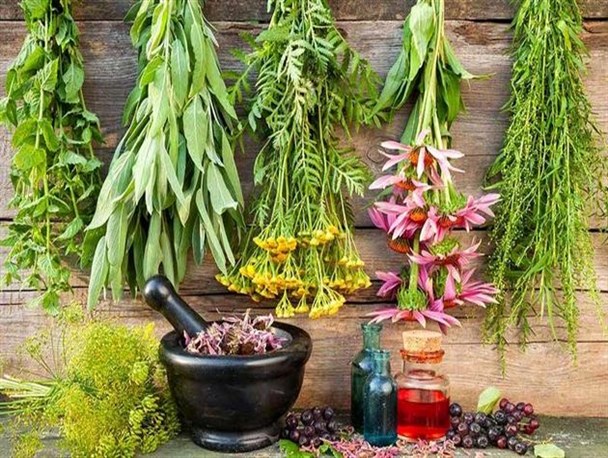 سند توسعه گیاهان دارویی در میبد تدوین شد